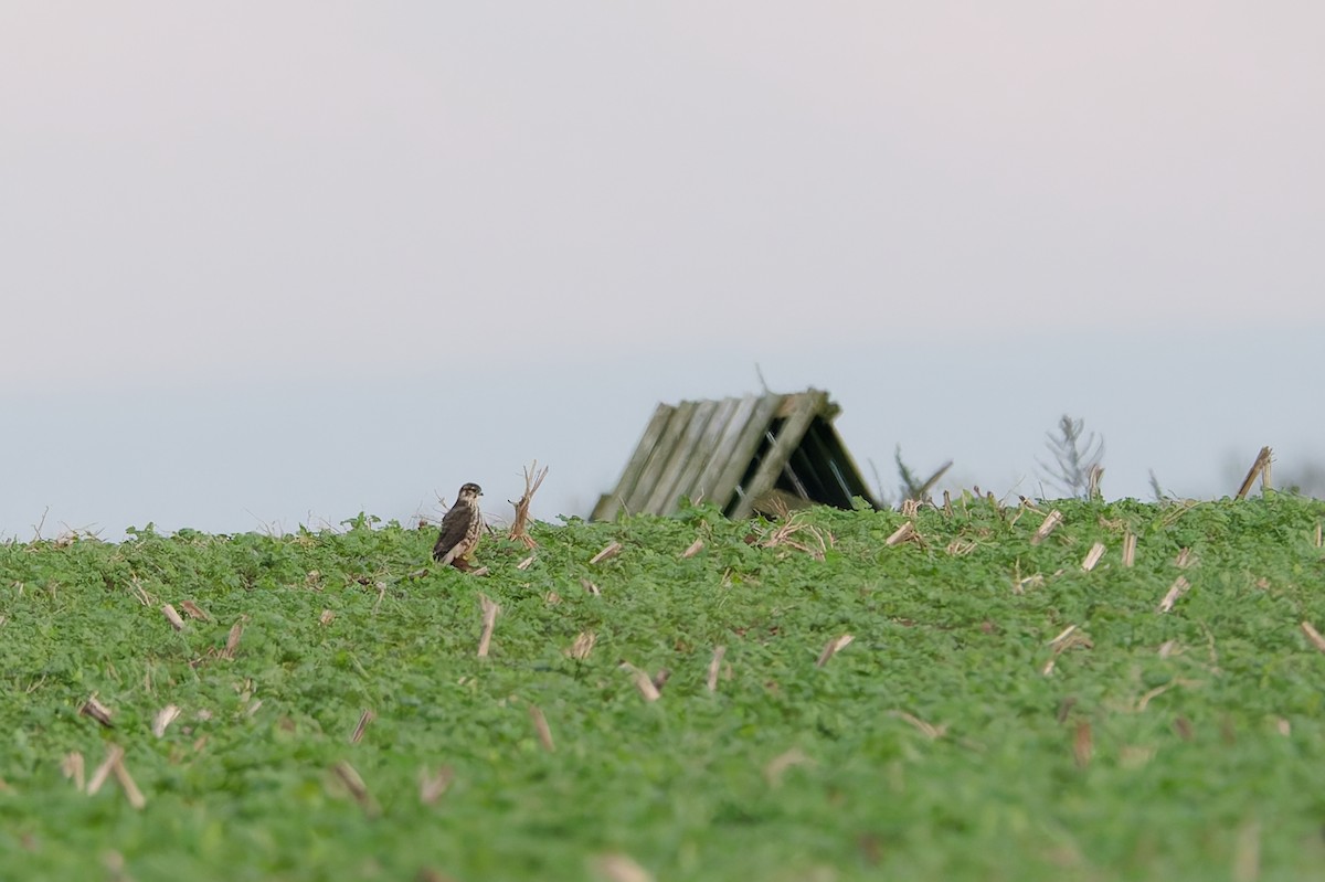 Merlin - ML645658199