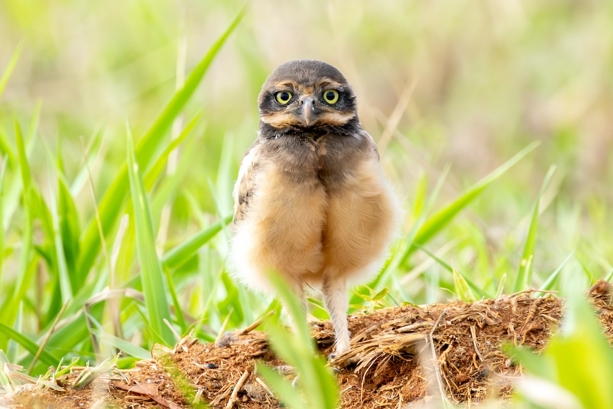 Burrowing Owl - ML645658201