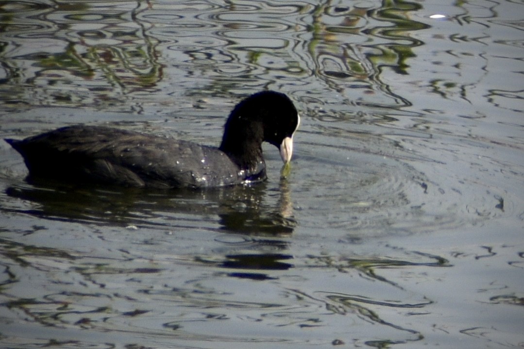 Sakarmeke - ML645658203