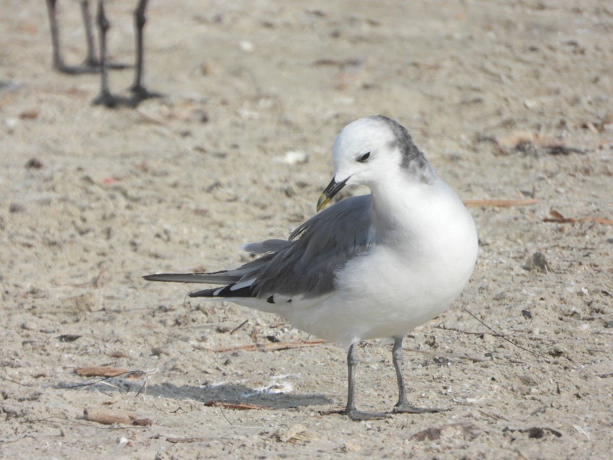 Sabine's Gull - ML645658204