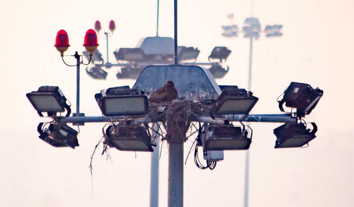 Black Kite - ML645658205