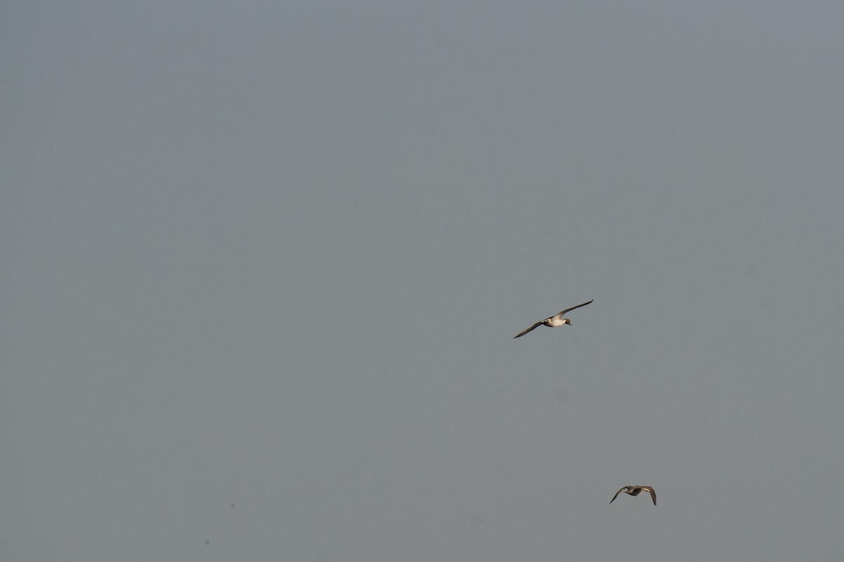 Northern Pintail - ML645658207