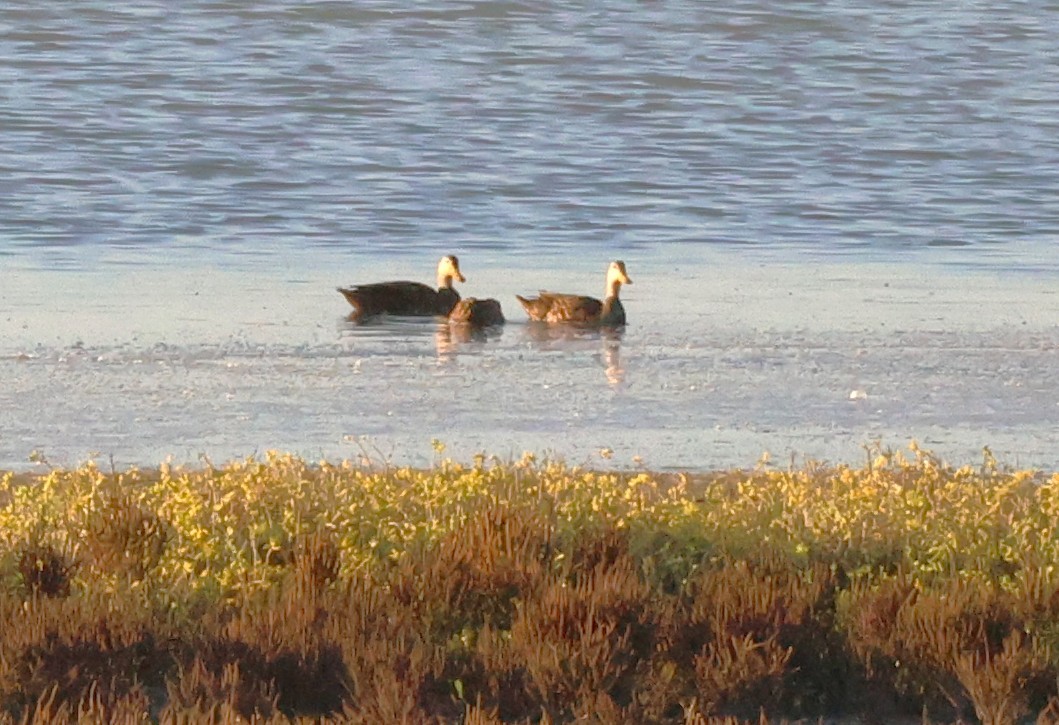Mottled Duck - ML645658214