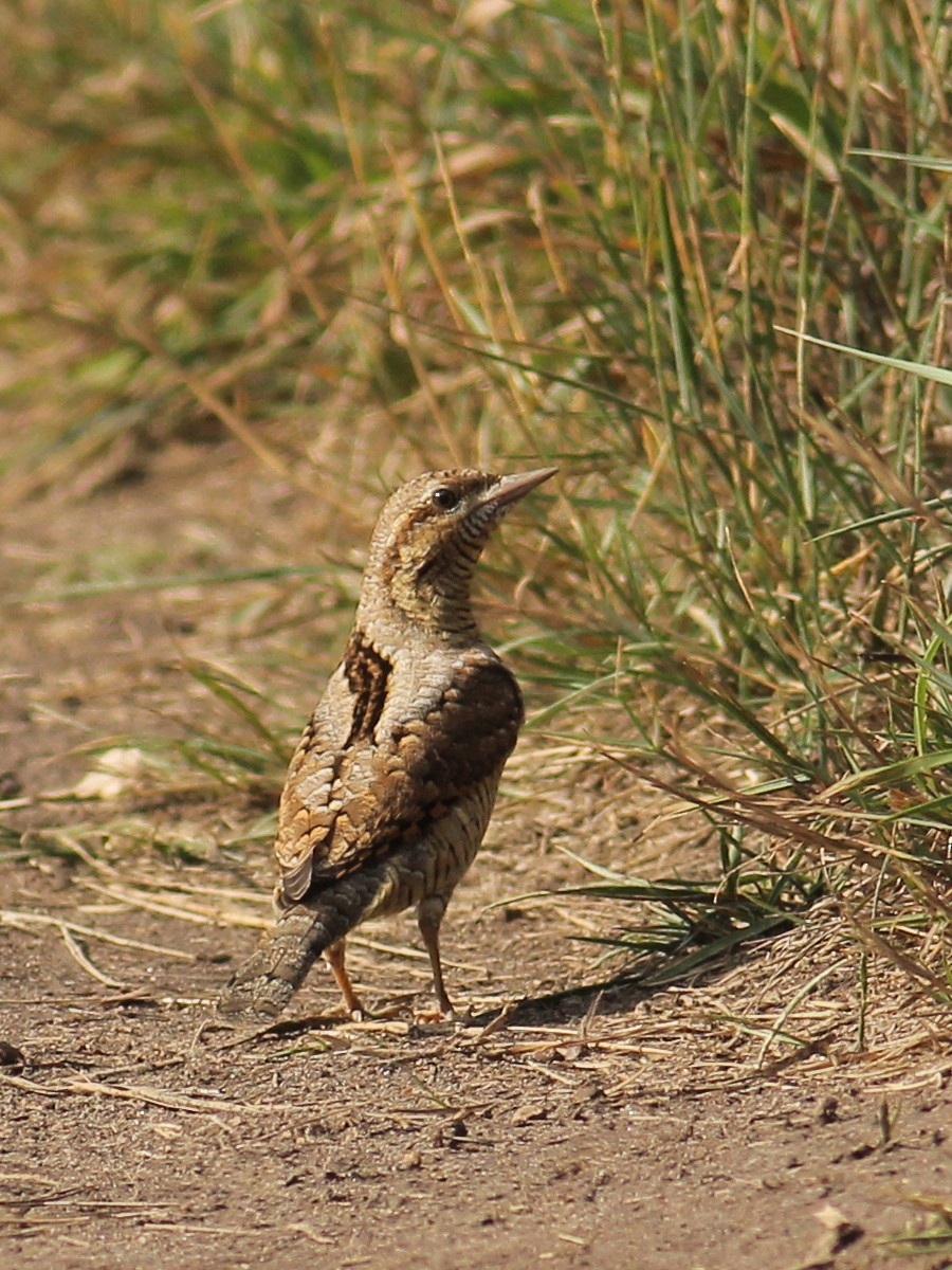 Eurasian Wryneck - ML645658215