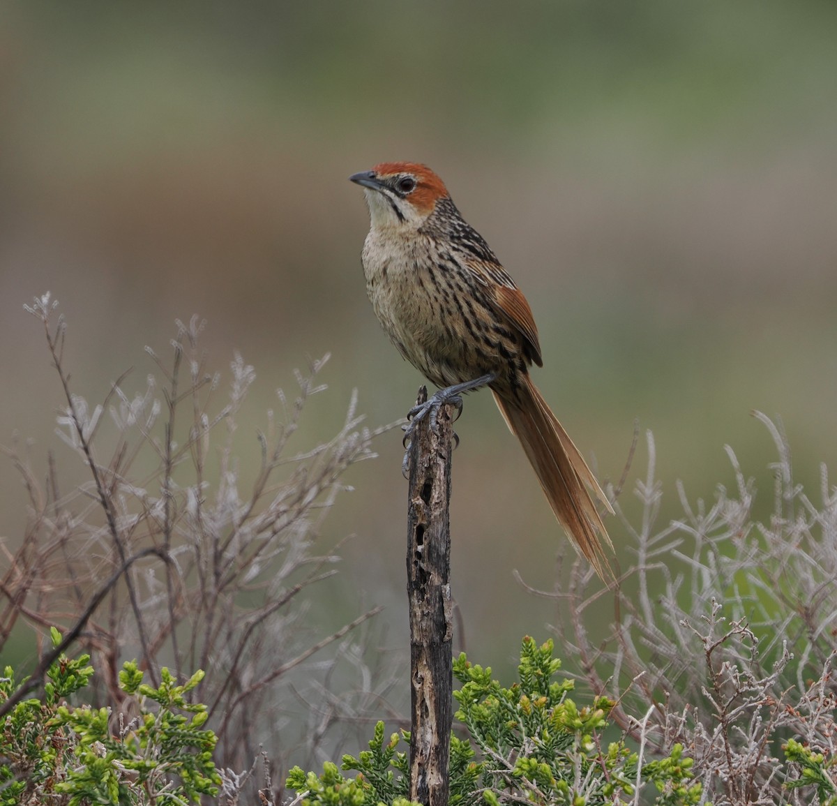 Cape Grassbird - ML645658216