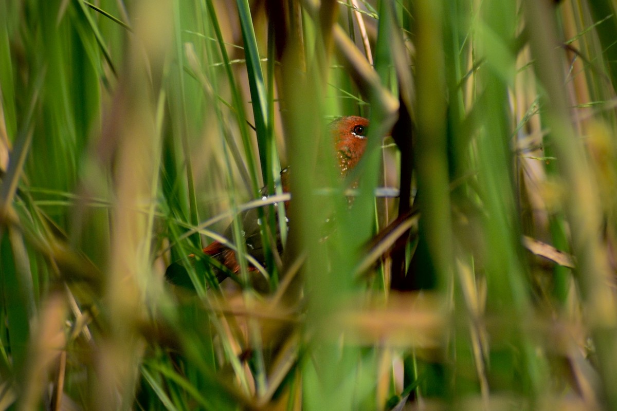 Kırmızı Avadava - ML645658217