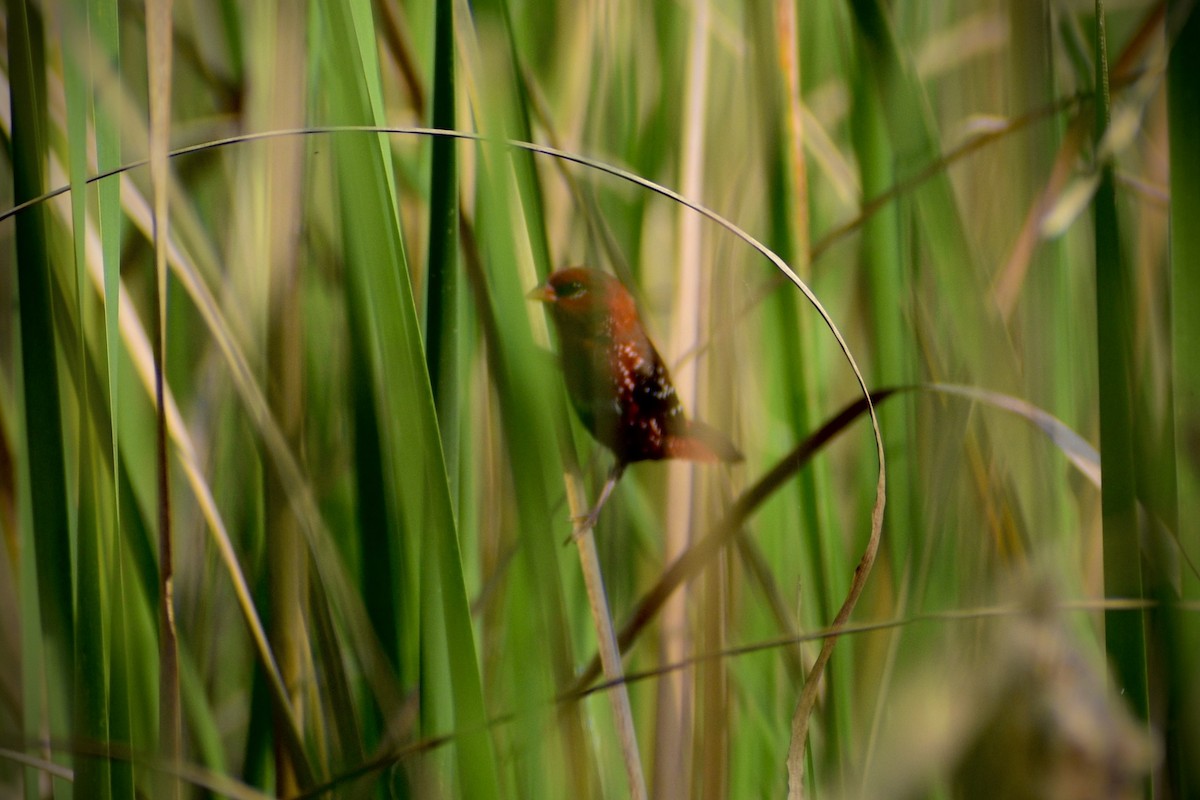 Kırmızı Avadava - ML645658218