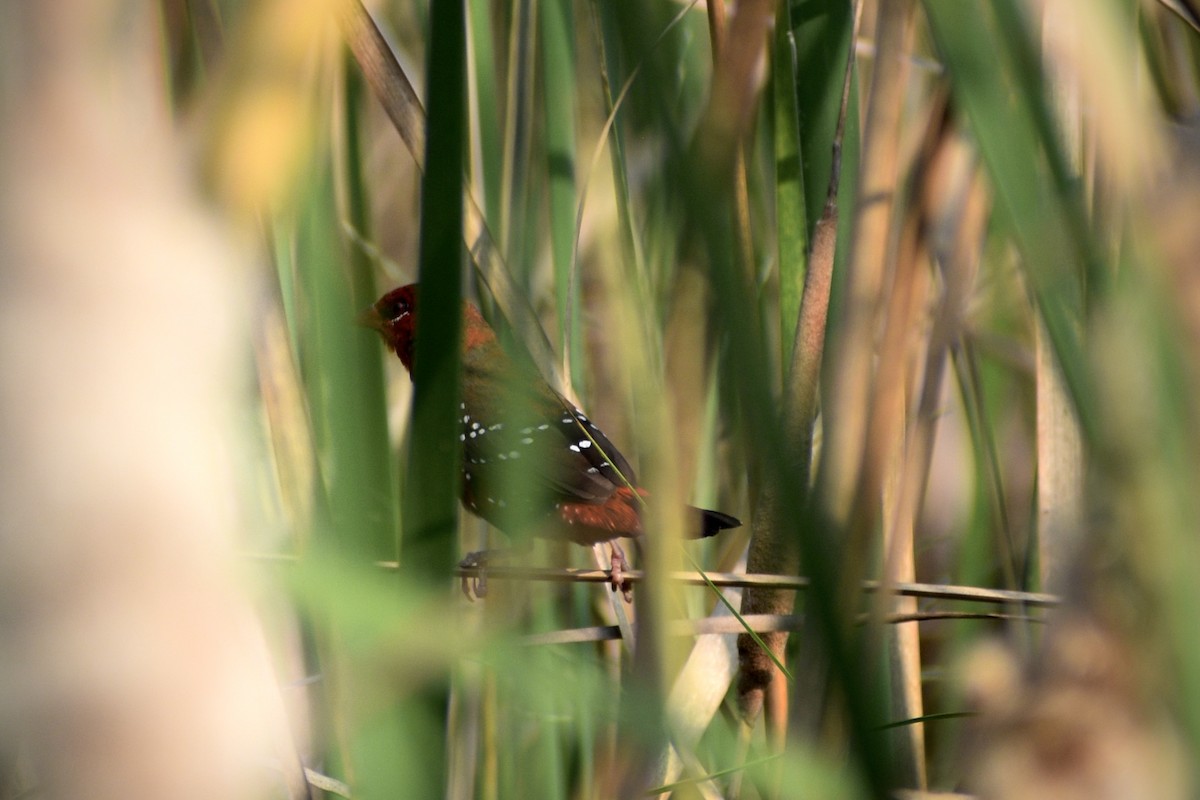 Kırmızı Avadava - ML645658219