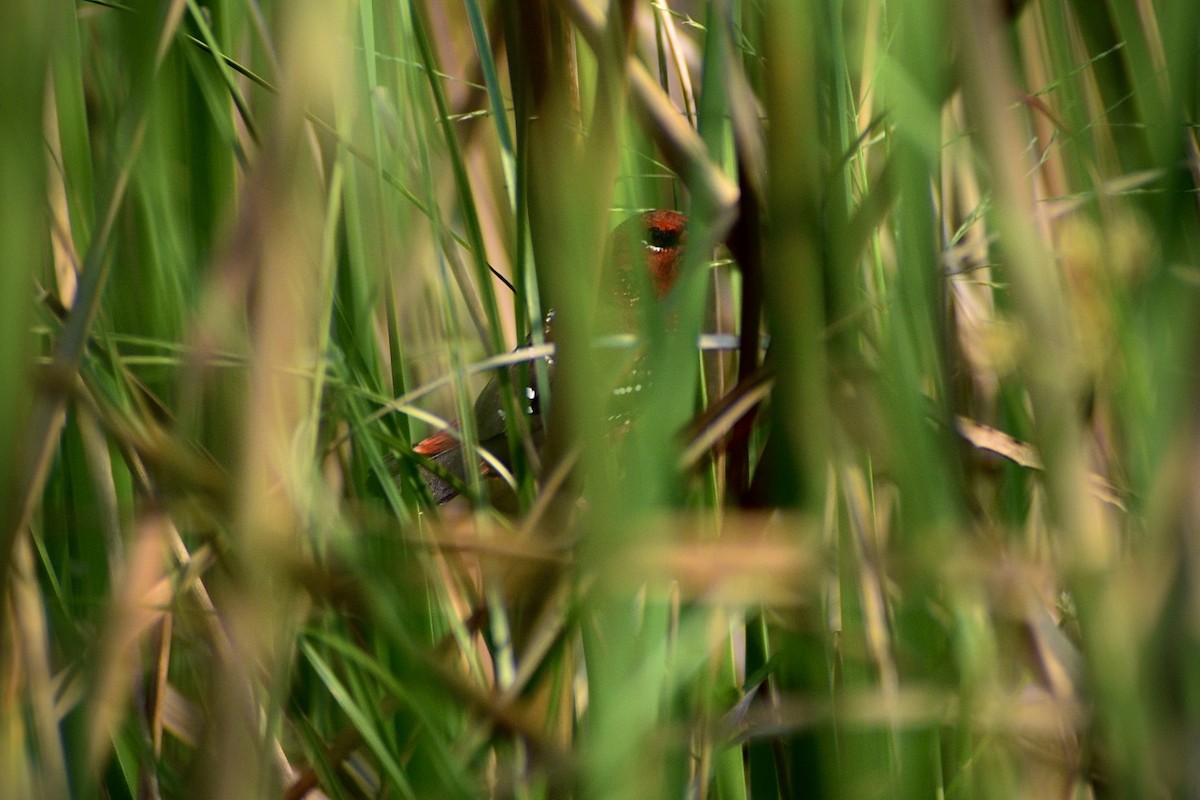 Kırmızı Avadava - ML645658220