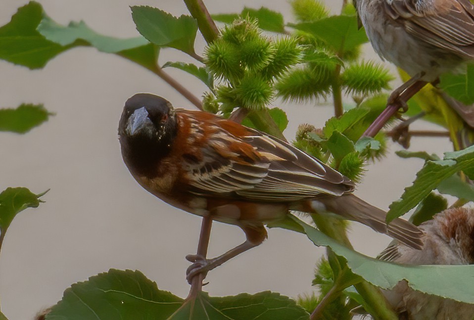 Chestnut Weaver - ML645658222