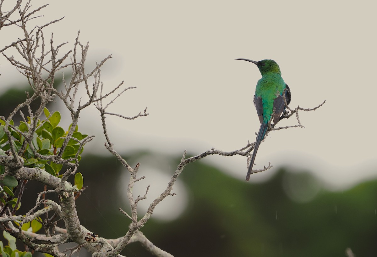 Malachite Sunbird - ML645658223