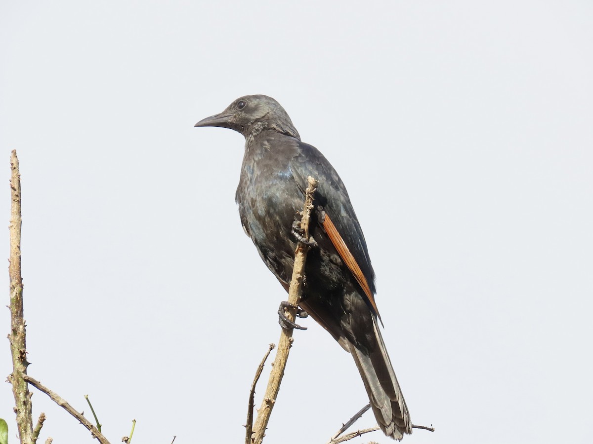 Red-winged Starling - ML645658224