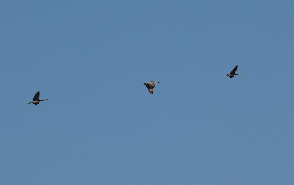 Sandhill Crane - ML645658225