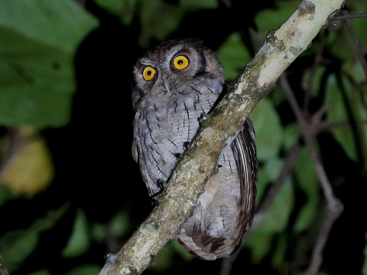 Tropical Screech-Owl - ML645658226