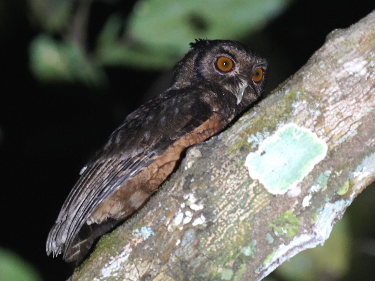 Tawny-bellied Screech-Owl - ML645658231