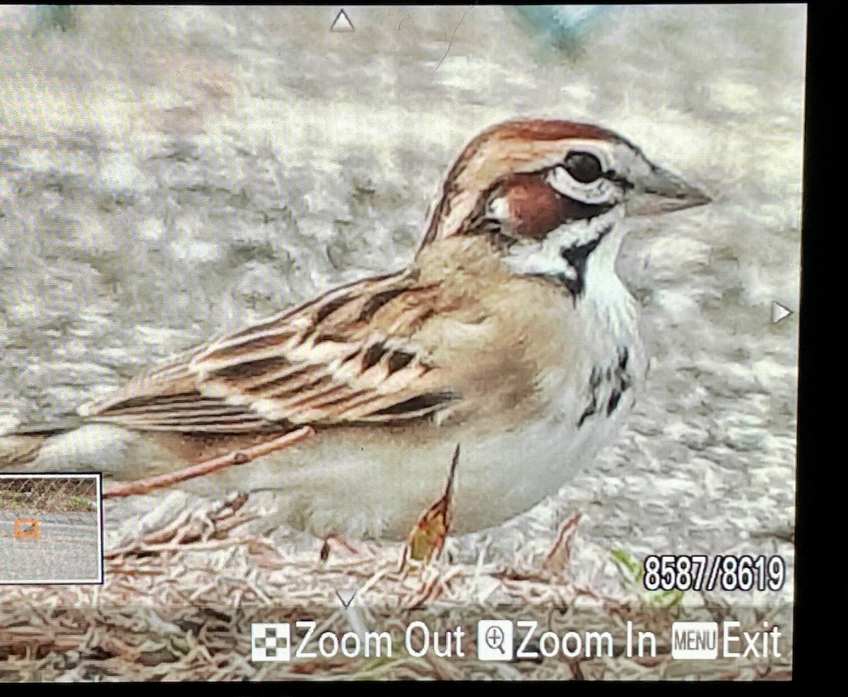 Lark Sparrow - ML645658234