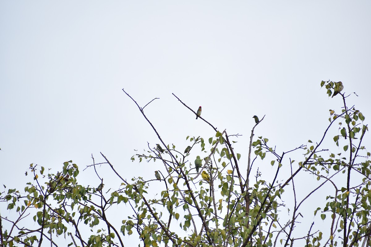 Coppersmith Barbet - ML645658235