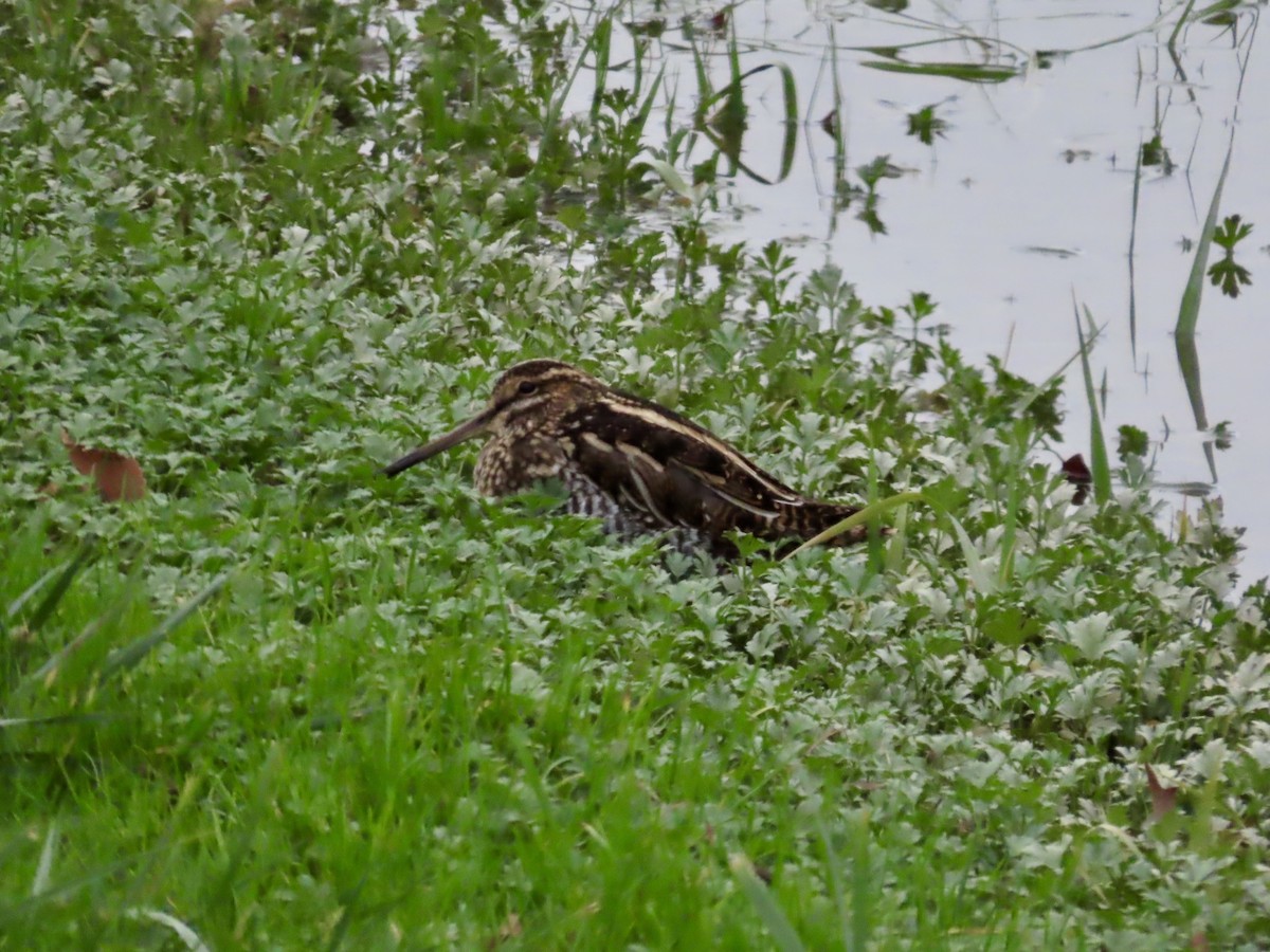 Wilson's Snipe - ML645658242