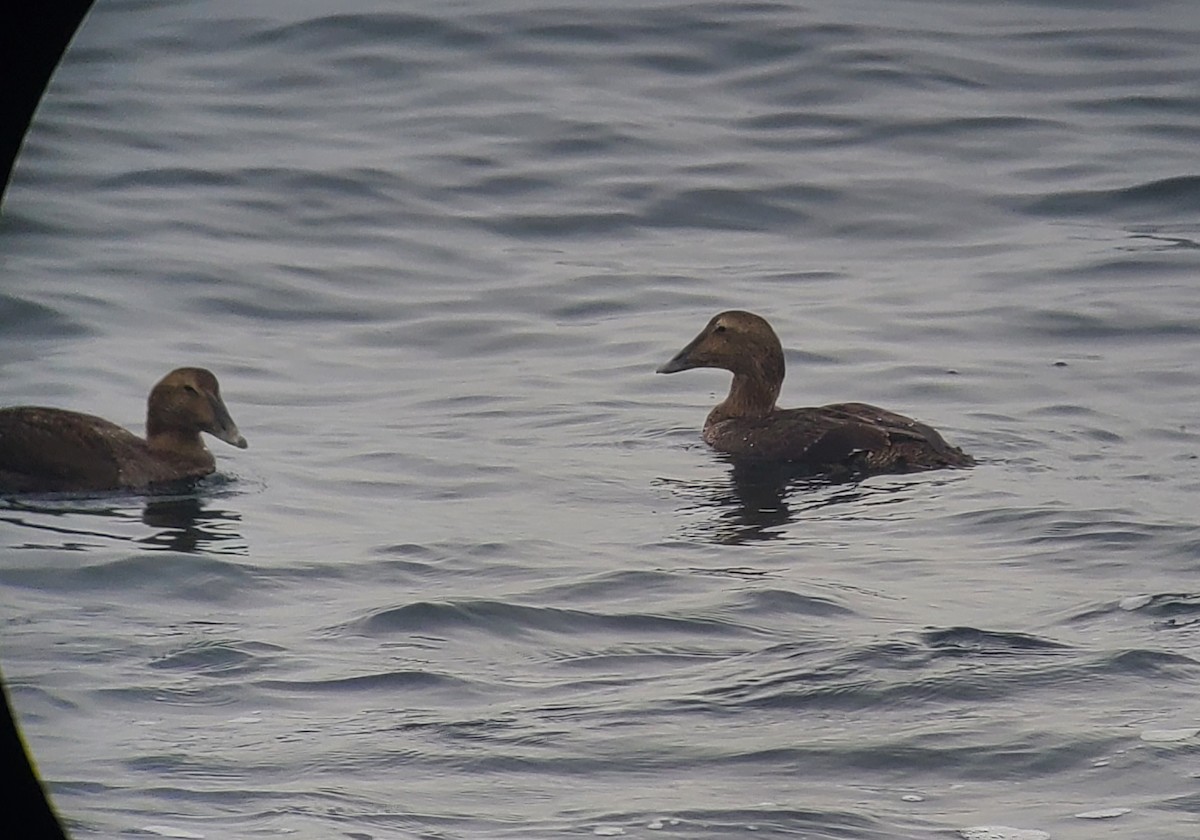 Éider Común - ML645658246