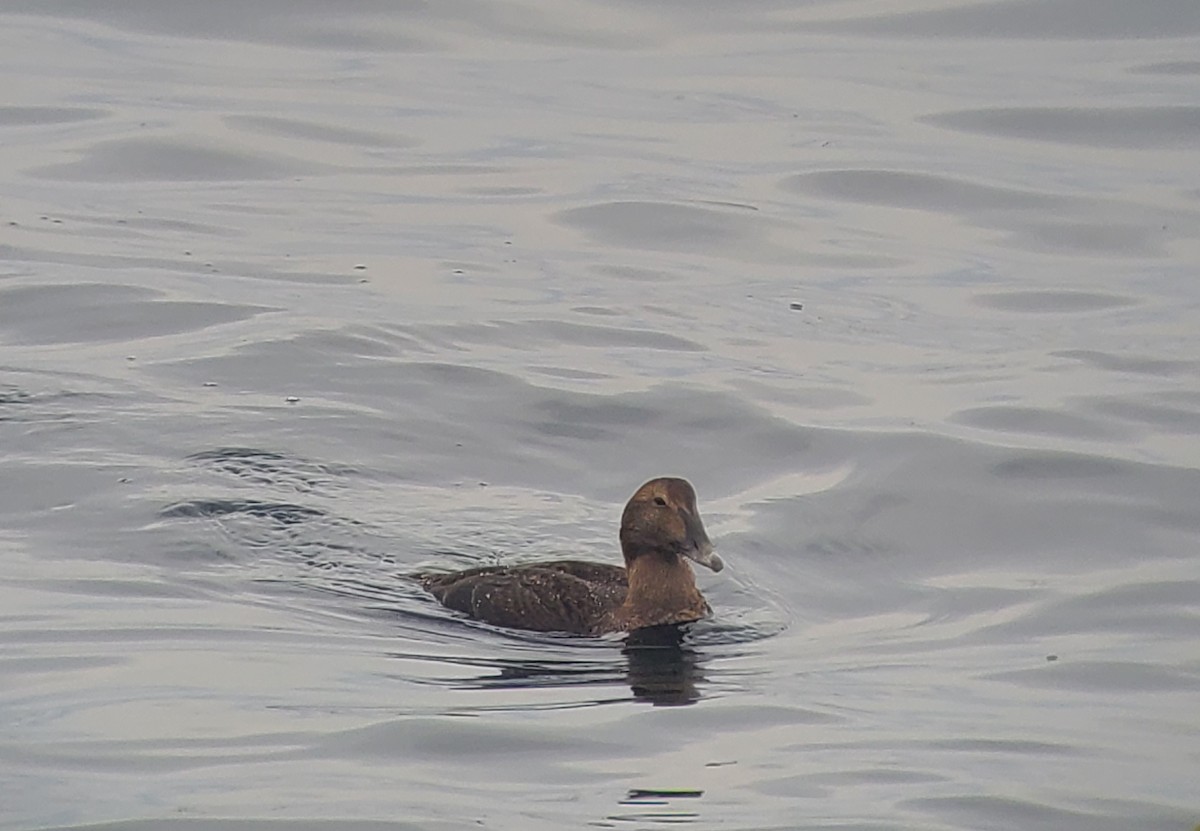 Éider Común - ML645658247