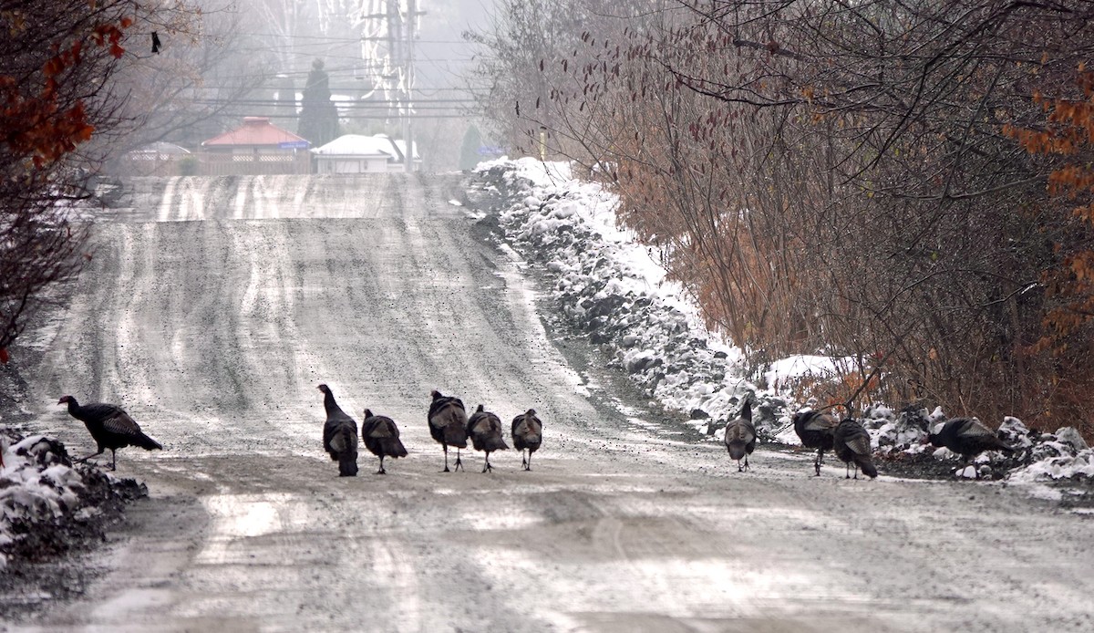 Wild Turkey - ML645658248