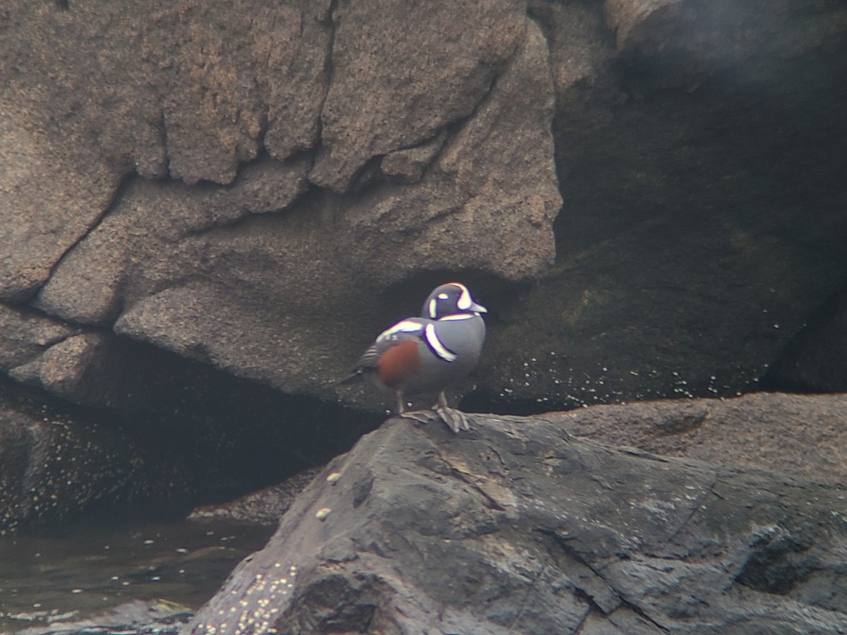 Pato Arlequín - ML645658252