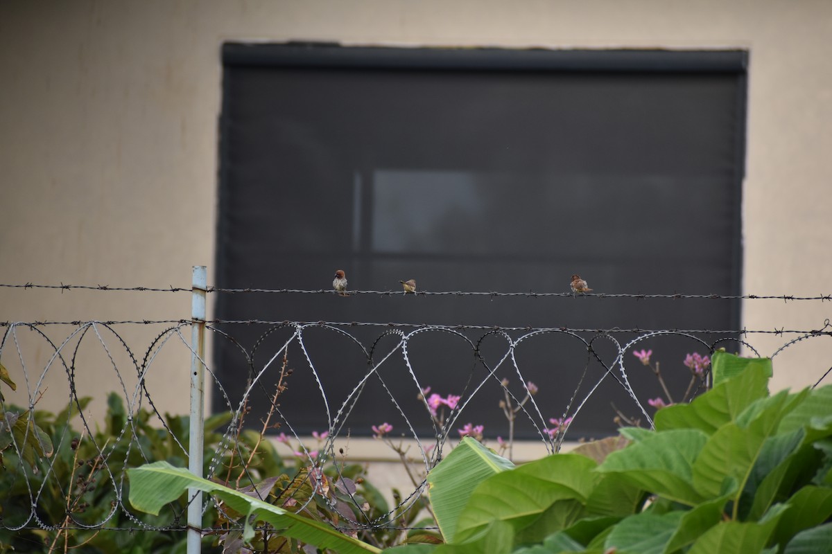 Scaly-breasted Munia - ML645658254