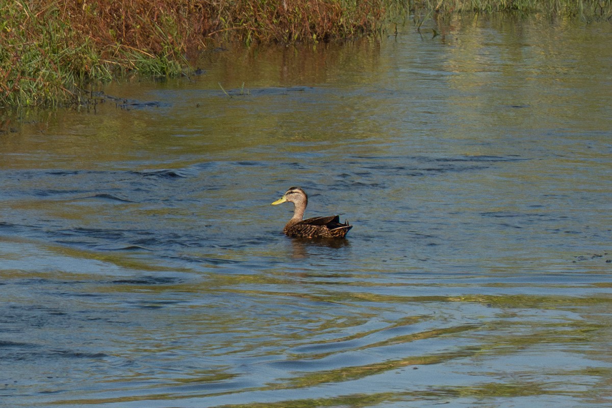 Mottled Duck - ML645658256