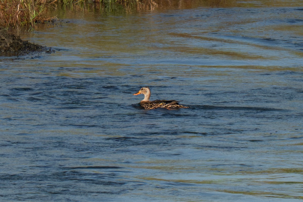 Mottled Duck - ML645658257