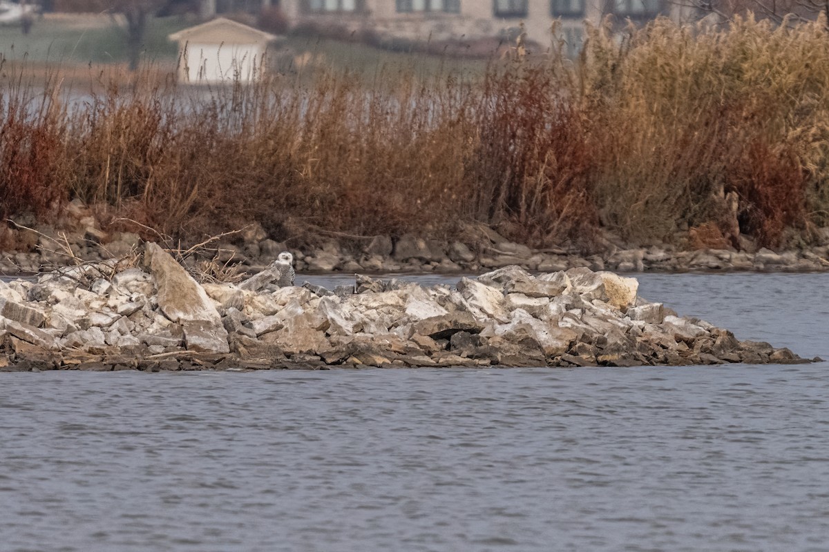 Harfang des neiges - ML645658278