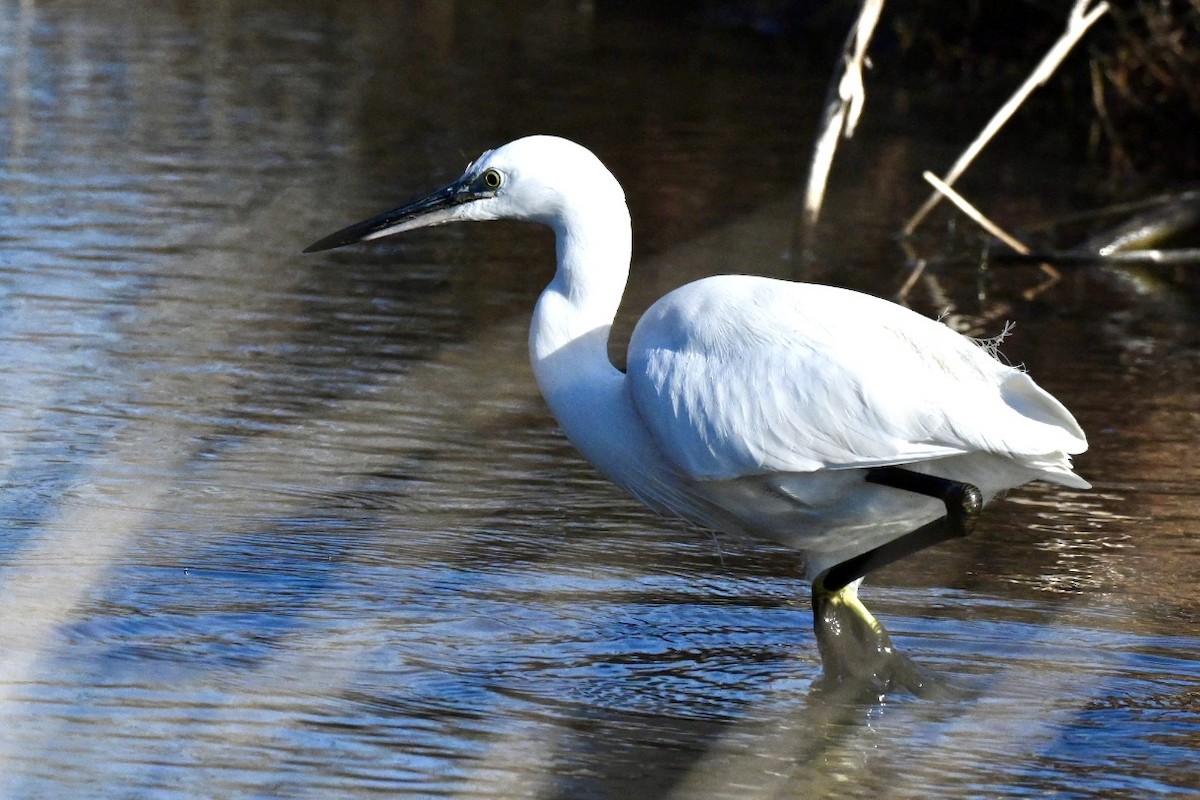 Little Egret - ML645658282