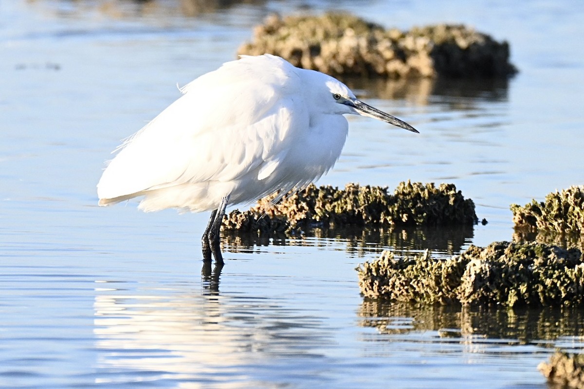 Little Egret - ML645658283