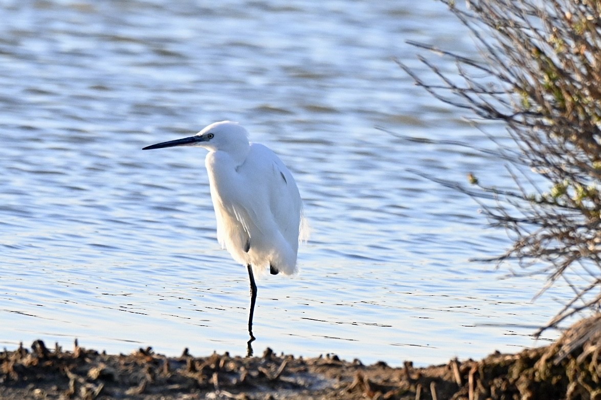 Little Egret - ML645658284