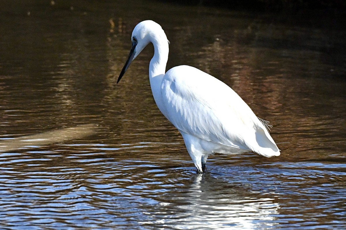 Little Egret - ML645658285
