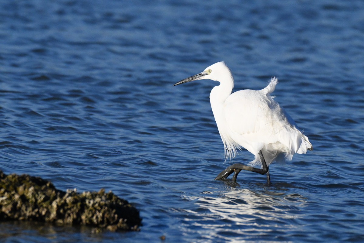 Little Egret - ML645658286