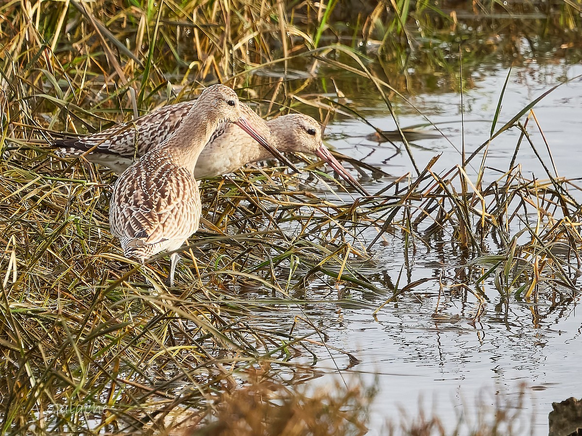 Pittima minore - ML645658289