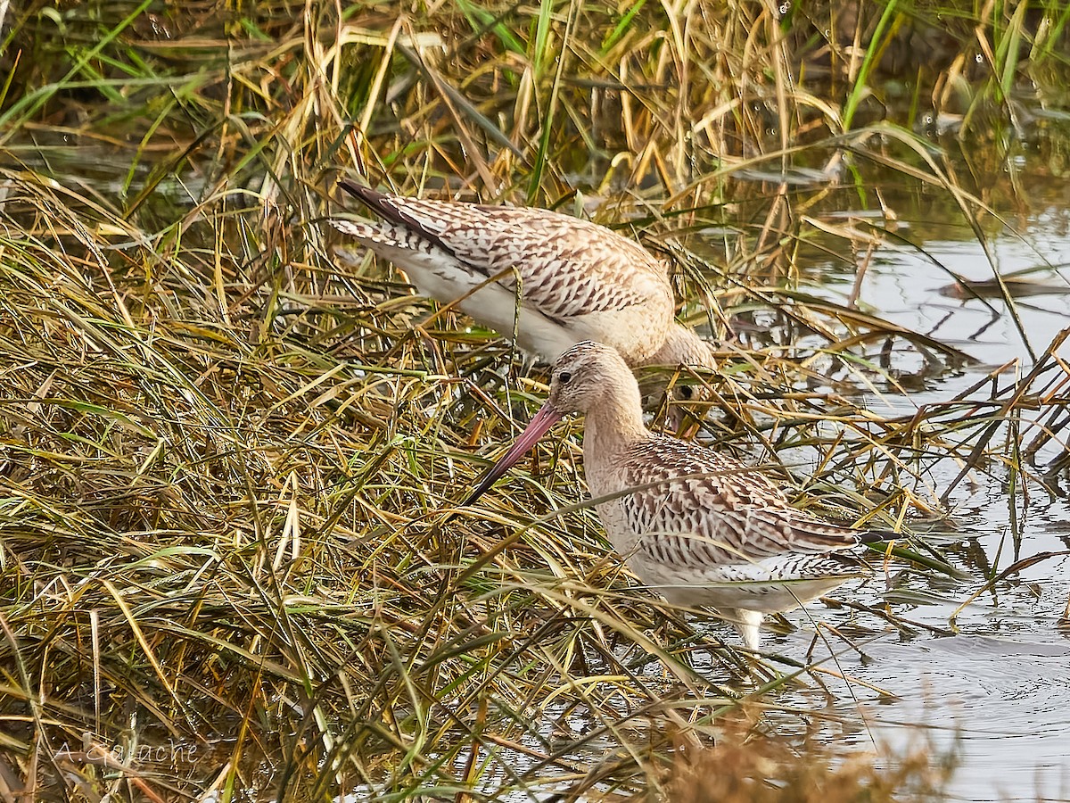 Pittima minore - ML645658290