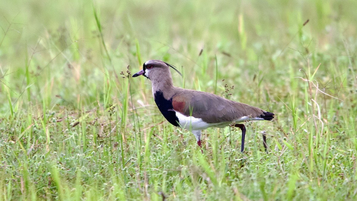 Southern Lapwing - ML645658300