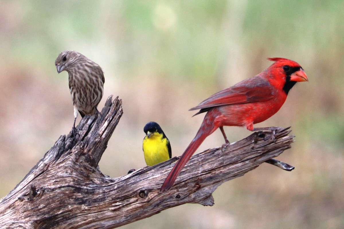 Lesser Goldfinch - ML645658302