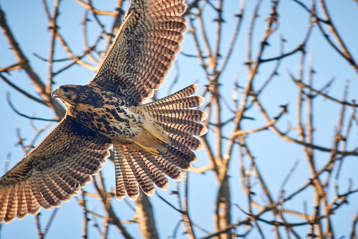 Harris's Hawk - ML645658303