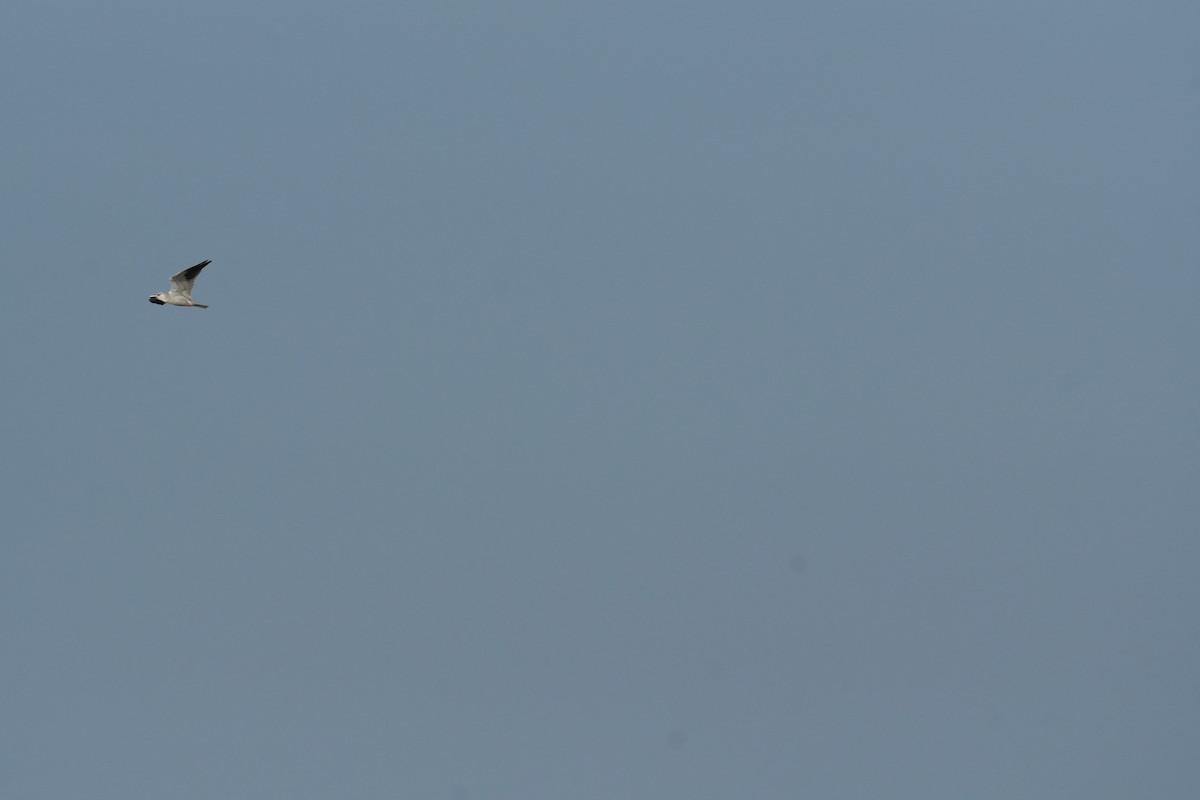 Black-winged Kite - ML645658312