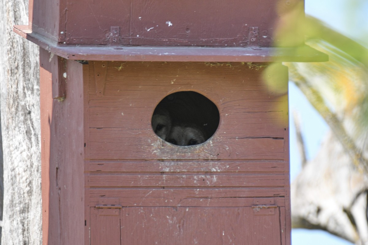 American Barn Owl - ML645658313