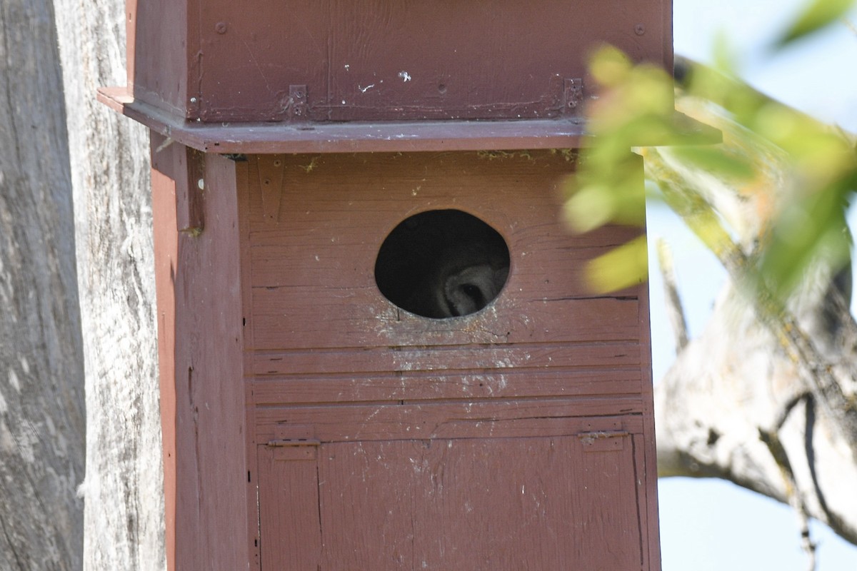 American Barn Owl - ML645658314