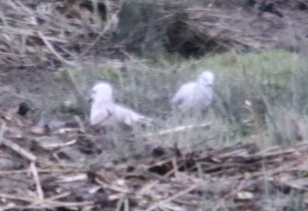 Common Gull - ML645658317