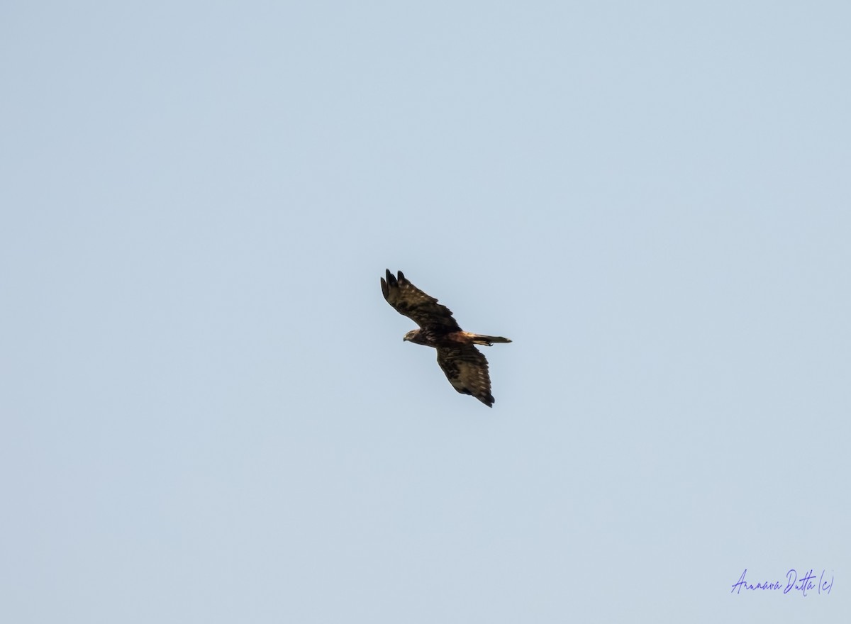 Eastern Marsh Harrier - ML645658318