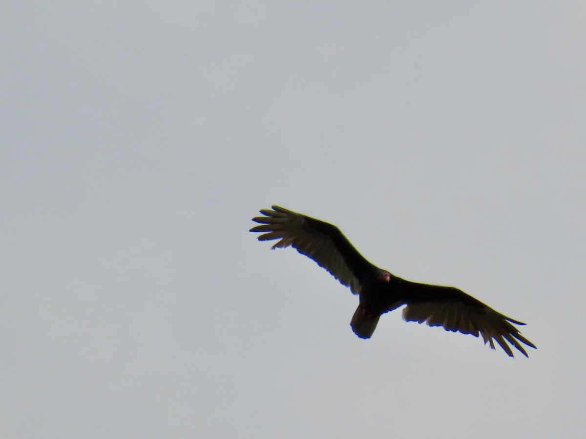 Turkey Vulture - ML645658320
