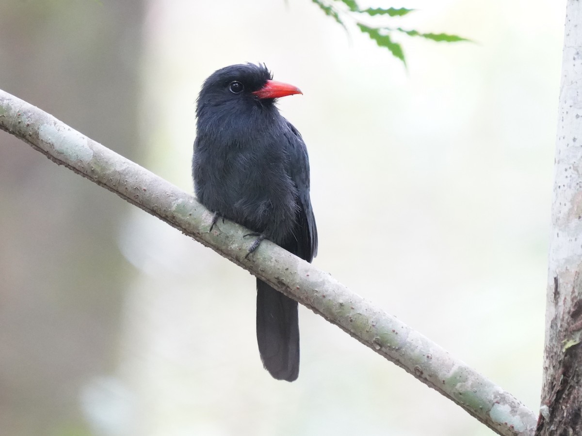 Black-fronted Nunbird - ML645658321
