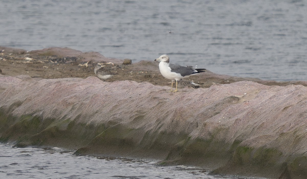 Black-tailed Gull - ML645658322