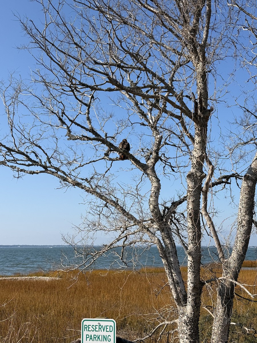Red-tailed Hawk - ML645658324