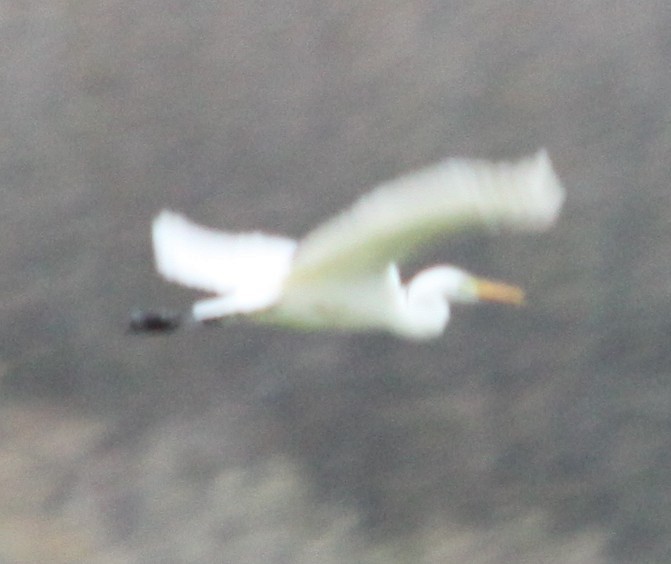 Great Egret - ML645658329